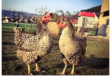 H&uuml;hner in Schwalenberg - Maren Brettmeier