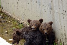 Drei B&auml;rchen in Griechenland gerettet - -/Arcturos/dpa