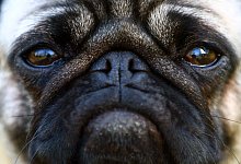 Ein Mops w&auml;hrend eines Spaziergangs - Fredrik von Erichsen/dpa/dpa-tmn