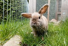 Kaninchen - Foto: Markus Scholz/dpa-tmn