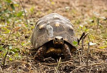 K&ouml;hlerschildkr&ouml;te - Foto: -/Rewildering Argentina/dpa
