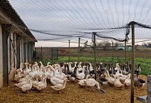 Foie Gras aus dem Elsass - Foto: Philipp von Ditfurth/dpa