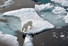 Massiver Schwund bei vielen Tierbest&auml;nden - Foto: Ulf Mauder/dpa