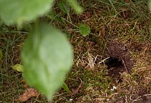 Ein Loch in der Gartenerde - Foto: Christin Klose/dpa-tmn