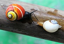 Kubanische Landschnecke - Foto: Bernardo Reyes Tur/Senckenberg/dpa