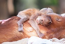 Orang-Utan-Baby - Foto: Michal Levy/Yam Siton/dpa