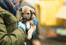 Eine Frau h&auml;lt auf einem verlassenen Landwirtschaftsbetrieb in Polen nahe der Grenze zur Ukraine einen geretteten Welpen im Arm. - Sebastian Gollnow/dpa