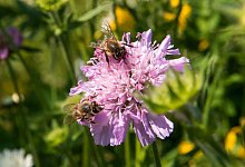 Biene auf Blume in Hamburg - Foto: Daniel Bockwoldt/dpa/Archivbild
