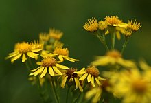 Gelbe Gefahr auf der Weide: Jakobskreuzkraut giftig f&uuml;r Pferde - Foto: Felix K&auml;stle/dpa/dpa-tmn