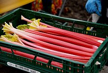 Beim Rhabarber auf die Farbe achten - Foto: Henning Kaiser/dpa/dpa-tmn