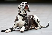 Dogge - Foto: Daniel Karmann/dpa/dpa-tmn