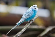 Sommer auf dem Balkon auch f&uuml;r Zierv&ouml;gel - Foto: Andrea Warnecke/dpa-tmn