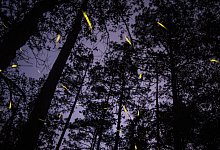 Gl&uuml;hw&uuml;rmchen - Foto: Jesus Alvarado/dpa/dpa-tmn