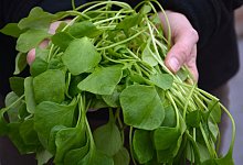 Postelein - Foto: Sabine Weis/Rheinischer Landwirtschafts-Verband e.V./dpa-tmn