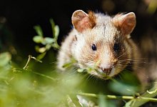Feldhamster - Foto: Uwe Anspach/dpa