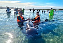 Walstrandung in Neuseeland - Foto: Project Jonah/dpa