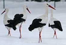 Wei&szlig;st&ouml;rche - Foto: Armin Weigel/dpa