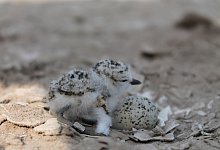 Schneeregenpfeifer-K&uuml;ken - Foto: Clemens K&uuml;pper/Max-Planck-Institut f&uuml;r Ornithologie/dpa