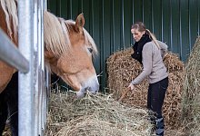 In 15 Minuten angerichtet: Di&auml;t f&uuml;r Pferde mit gew&auml;ssertem Heu - Foto: Christin Klose/dpa-tmn