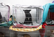 Haustiere - Foto: Sebastian Gollnow/dpa