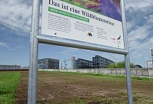 Berliner Wildblumenwiesen - Foto: Gregor Fischer/dpa