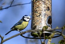Vogel im Garten - Foto: Kirsten Neumann/dpa-tmn