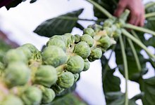 Rosenkohl weniger bitter dank Frost - Foto: Rolf Vennenbernd/dpa/dpa-tmn