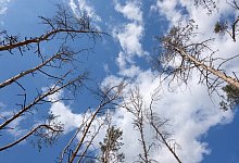 Extreme D&uuml;rreperioden in Mitteleuropa - Foto: Sebastian Willnow/dpa-Zentralbild/dpa