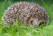 Igel brauchen viel Wasser - Foto: Klaus-Dietmar Gabbert/dpa-tmn