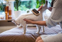 So unterst&uuml;tzen Sie Fellwechsel bei Hund und Katze - Foto: Christin Klose/dpa-tmn