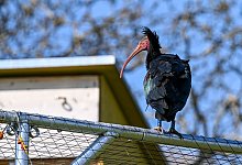 Waldrappe - Foto: Felix K&auml;stle/dpa