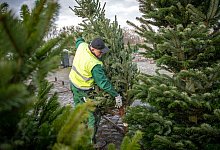 Weihnachtsbaumverkauf - Foto: Sina Schuldt/dpa