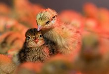 Wachteln im Garten halten - Foto: Jens B&uuml;ttner/dpa-Zentralbild/dpa-tmn