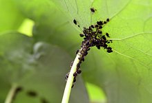 Blattl&auml;use - Foto: Andrea Warnecke/dpa-tmn