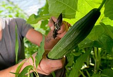 Neue Sch&auml;dlinge: Reis- und Baumwanzen vom Gem&uuml;se absammeln - Foto: Klaus-Dietmar Gabbert/dpa-tmn