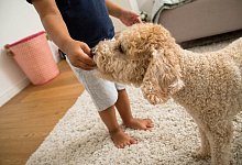 Vorsicht mit Kuchenst&uuml;ckchen f&uuml;r Hunde - Foto: Christin Klose/dpa-tmn