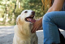 Warum Hundehalter eine Police brauchen - Foto: Christin Klose/dpa-tmn