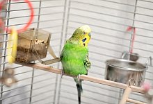 Wasser zum Trinken im K&auml;fig - Foto: Christin Klose/dpa-tmn