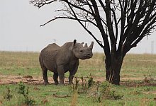 Nashorn - Foto: J&uuml;rgen B&auml;tz/dpa