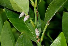 Australische Wollschildlaus gef&auml;hrdet Zitrusb&auml;umchen - Foto: Andreas Vietmeier/Landwirtschaftskammer NRW/dpa-tmn