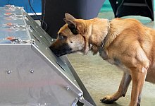 Ausbildung zum Corona-Sp&uuml;rhund - Foto: Roland Alpers/Bundeswehr/dpa