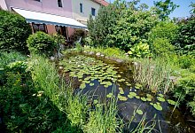 So wird Ihr Gartenteich zum sch&ouml;nen Biotop - Foto: Zacharie Scheurer/dpa-tmn