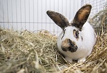 Ein Kaninchen - Foto: Robert G&uuml;nther/dpa-tmn