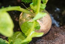 Mairübchen liegen geschmacklich zwischen Kohlrabi und Radieschen. - Catherine Waibel/dpa-tmn