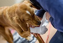 Ein verletzter Hund - Foto: Axel Heimken/dpa/dpa-tmn