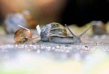 Kriechwettbewerb - Foto: Markus Hibbeler/dpa