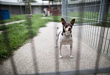 &Auml;lteres Tier aufnehmen: Erwachsener Hund bringt Vorteile mit sich - Foto: J&ouml;rg Carstensen/dpa/dpa-tmn