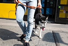 Erlernte &Auml;ngste - Foto: Florian Schuh/dpa-tmn