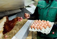 Lungenkrank durch Vogelfedern - Foto: Uwe Anspach/dpa/dpa-tmn