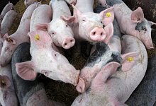 Schweinezucht - Foto: picture alliance / dpa